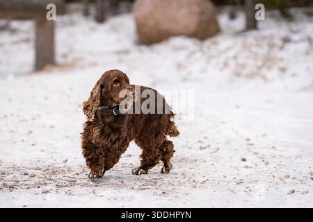 Brauner englischer Cocker Spaniel, der auf einem verschneiten Pfad während eines Winterspaziergangs wachsam ist. Leberfarbene Cocker Spaniel draußen im Winter. Stockfoto