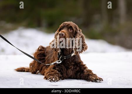 Brauner englischer Cocker Spaniel, der während eines Winterspaziergangs auf einem verschneiten Pfad liegt. Leberfarbener Cocker Spaniel draußen im Winter, gefangen mitten im Schnee. Stockfoto