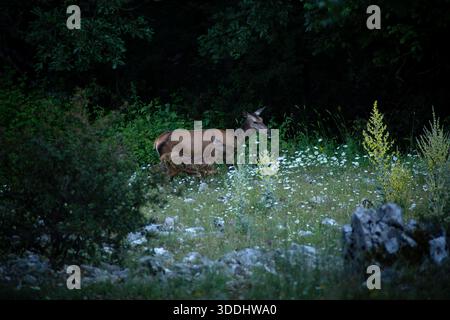 Rotwild mit Kalb im Buchenwald. Er ist der größte Wildpflanzenfresser in den Abruzzen. Erfolgreich wieder in Parks eingeführt, hat es sich angepasst Stockfoto