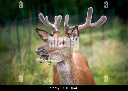Junge männliche Rotwild, der größte Wildpflanzenvore in den Abruzzen, Italien. Erfolgreich wieder in Parks eingeführt, hat es sich an Wälder und Grasland angepasst, bekannt Stockfoto
