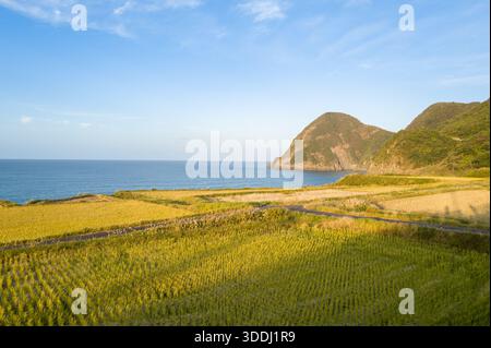 Ausgedehnte Reisfelder erstrecken sich zum blauen Meer hin, umgeben von üppigen grünen Hügeln und zerklüfteten Küstenklippen unter klarem Himmel. Warmes Sonnenlicht hebt die Strukturen und natürlichen Konturen der Landschaft hervor. Stockfoto