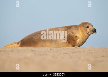 Atlantische Graurobben (Halichoerus grypus) an einem Sandstrand an der Ostküste Englands Stockfoto