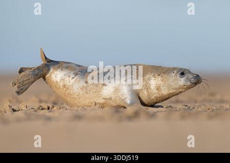 Verspielter Atlantic Grey Seal Welpe (Halichoerus grypus) an einem Sandstrand an der Küste von Lincolnshire in England Stockfoto