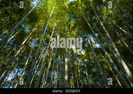 Im Arashiyama Bamboo Forest, Kyoto, ziehen sich hohe Bambusstiele in den Himmel, wobei das Sonnenlicht durch das dichte grüne Baldachin gefiltert wird und darunter Licht strahlt. Stockfoto