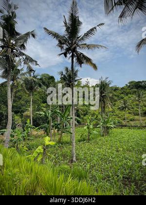Tropische Kokospalmen, die sich über üppig grünen Ackerflächen auf der Insel Nusa Penida, Indonesien, erheben Stockfoto
