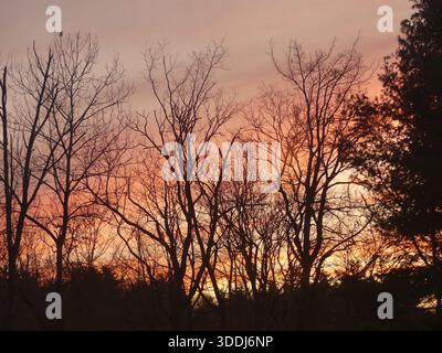 Ein heller Wintersonnenaufgang bricht durch detaillierte Astkronen und erhellt einen goldenen und rosafarbenen Himmel in einem Wald in Massachusetts Stockfoto