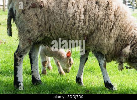 Junge Lämmer mit Schaf genießen den ersten Tag auf einer Wiese. Kidderminster Worcestershire England Vereinigtes Königreich. März 2025 Stockfoto