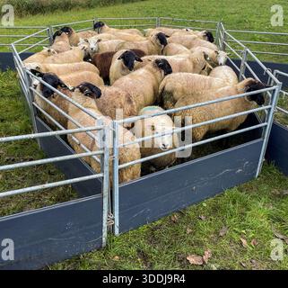Schafe auf einem niederländischen Deich Stockfoto