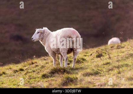 Brighton, 1. Januar 2026: North Country Cheviot Sheep auf Wolstonbury Hill Stockfoto