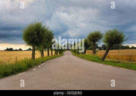 Leere, von Bäumen gesäumte Landstraße führt durch goldenes Ackerland unter dramatischen Sturmwolken und einem bewölkten Sommerhimmel. Stockfoto
