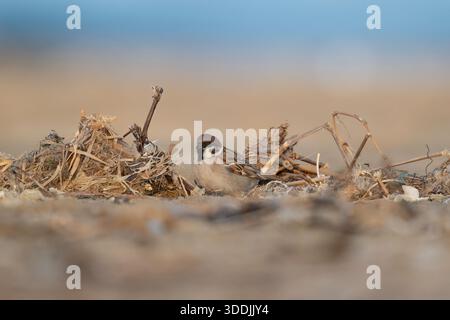 Eurasischer Baumsperling auf trockenem Boden, Tierporträt. Stockfoto