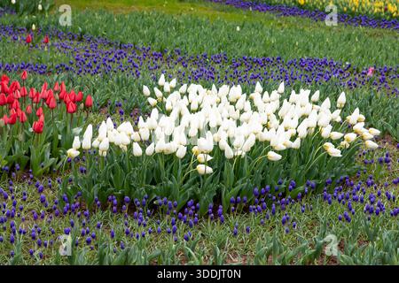 Weiße und rote Tulpen mit lila Traubenhyazinthen im Frühlingsgarten Stockfoto