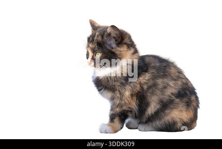 Kätzchen, die isoliert auf weißem Hintergrund Stockfoto