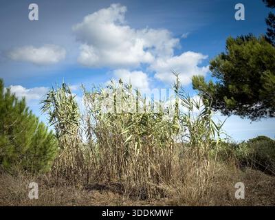 Ein Büschel von Riesen-Schilf (Arundo donax) wächst wild in einer Küstenregion des Mittelmeers. Die hohen, rohrartigen Pflanzen mit grünen Blättern reichen bis zu einem hellen bl Stockfoto