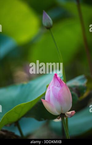 Rosafarbene Blüte mit grünem Stiel ist der Hauptfokus des Bildes. Die Blume ist von grünen Blättern umgeben, die ein Gefühl von Frische und Vitalität verleihen Stockfoto