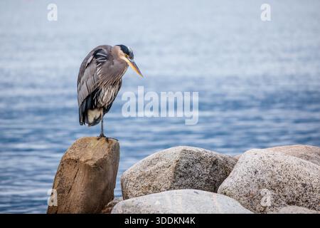 Großer blauer Reiher auf Felsen in Vancouver, British Columbia, Kanada Stockfoto