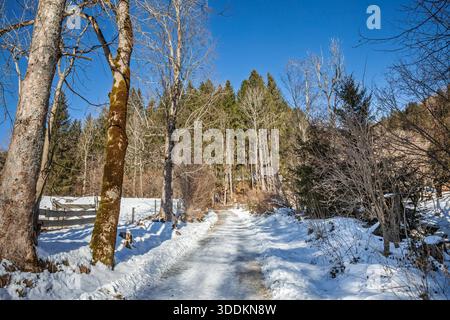 Gefrorener Wanderweg durch verschneite Wälder in den Julischen Alpen, Slowenien, mit Eis auf dem Weg, Bäumen an beiden Seiten und hellem Winterlicht unter einem Stockfoto