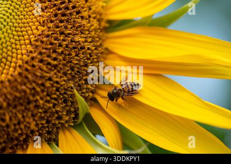 Die Biene ist auf einer gelben Blume. Die Blüte ist in voller Blüte und hat ein helles, sonniges Aussehen. Die Biene ist klein und schwarz, und sie schwebt über dem cen Stockfoto