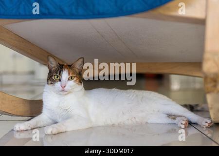 Eine wunderschöne, kurzhaarige Katze, die bequem auf einem gefliesten Boden unter Möbeln liegt. Stockfoto