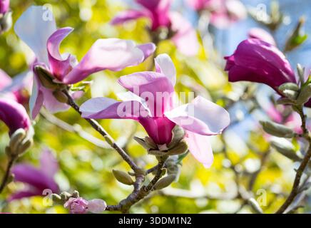 Die fantastischen Blüten eines Saucer Magnolia (Magnolia x soulangeana) Baumes im Abkhazi Garden in Victoria, British Columbia, Kanada. Stockfoto