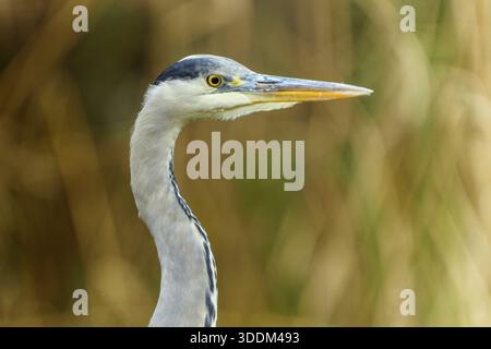 Nahaufnahme eines grauen Reihers mit scharfem, fokussiertem Blick und langem Schnabel, Graureiher (Ardea cinerea), Tierwelt, Deutschland Stockfoto