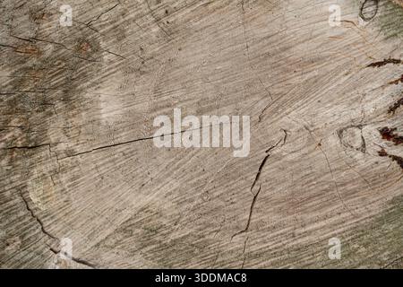 Verwitterte Baumstumpfoberfläche mit Nahaufnahme der detaillierten Holzstruktur, Risse und rustikalen Textur, perfekt für natürliche Hintergründe und grun Stockfoto