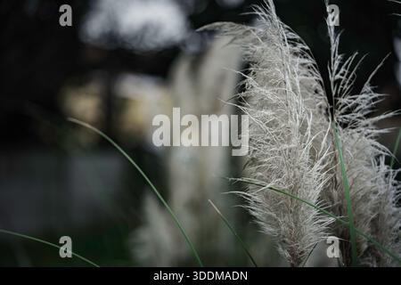 Pampas-Grasfedern, die ihre weiche, federnde Textur und natürliche Schönheit zeigen, werden elegant im Freien mit einem unscharfen Hintergrund aufgenommen, hochglänzend Stockfoto