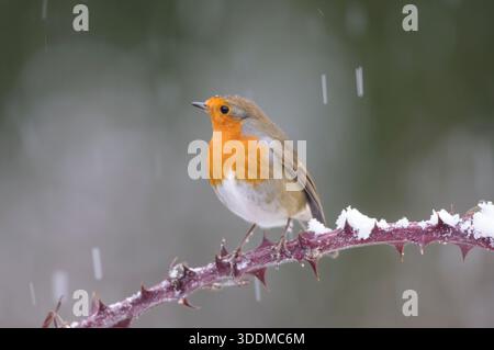 Europäischer robin Erithacus rubecula, auf Rosenbriar im Schnee. Stockfoto