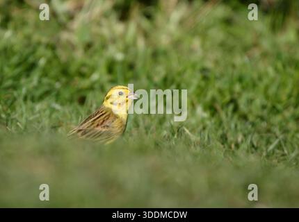 Yellowhammer Emberiza citrinella, männlich isst einen Samen, hockt auf freiem Gras. Stockfoto