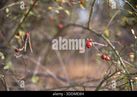 Rote Rosenhüften auf Dornästen mit gelben Herbstblättern, natürlichem Hintergrund Stockfoto