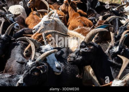 Muster von Ziegen mit langen Hörnern und verschiedenen Farben Stockfoto