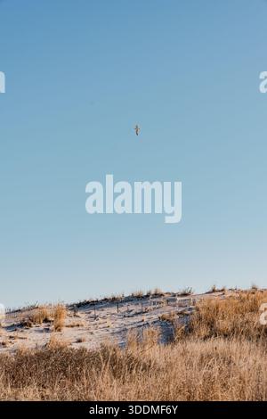 Möwe fliegt an einem Tag mit klarem Himmel über Sanddünen und Strand Stockfoto