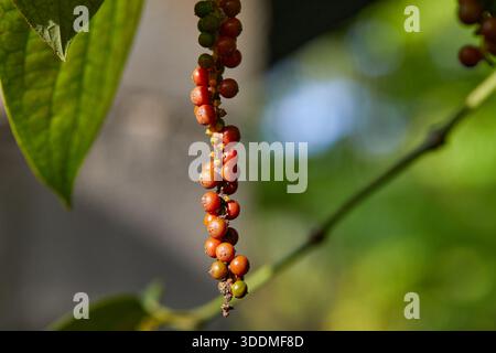 Nahaufnahme des Reifen Pfefferkörns, der im eigenen Garten hängt Stockfoto