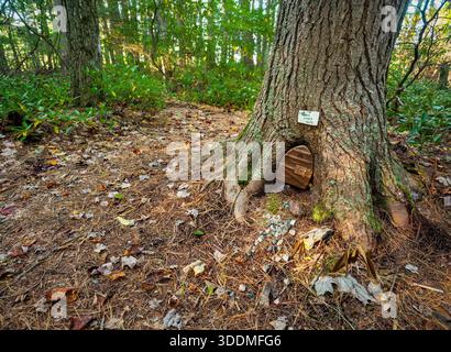Eine zauberhafte Feentür am Fuße eines Baumes im Wald Stockfoto