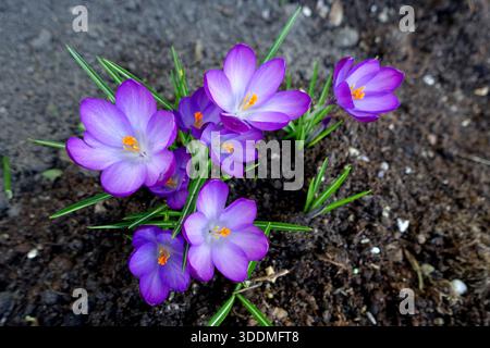 Purple Crocus „Tommasinianus“ (Whitewell Purple) Blumen, die in einem englischen Cottage Garden in Lancashire, England, Großbritannien, angebaut werden Stockfoto