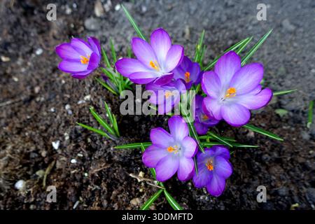 Purple Crocus „Tommasinianus“ (Whitewell Purple) Blumen, die in einem englischen Cottage Garden in Lancashire, England, Großbritannien, angebaut werden Stockfoto
