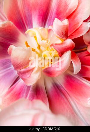 Nahaufnahme einer rosa-weißen Tulpenblume mit gelbem Zentrum Stockfoto