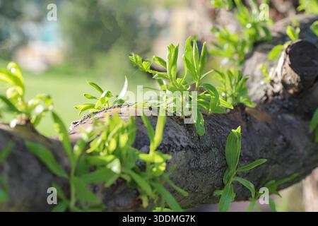Frischer grüner Triebe, der während der Frühlingssaison im Sonnenlicht auf Baumzweigen wächst Stockfoto