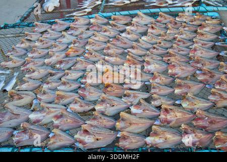 Fische in der Sonne, die auf dem Fischerfeld trocknen Stockfoto