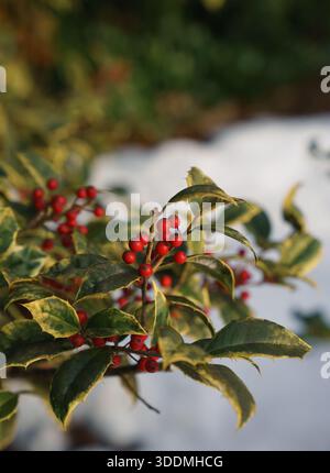 Bright Red Beries wachsen im Winter auf einem Stechpalme-Busch Stockfoto
