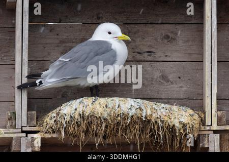 Schwarzbeinige Kittiwake (Rissa tridactyla), Seitenansicht eines Erwachsenen, der auf dem Nest steht, Finnmark, Norwegen Stockfoto