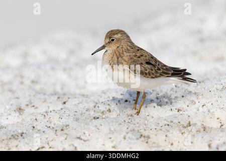 Temminck's Stint (Calidris temminckii), Seitenansicht eines Erwachsenen, der auf dem schneebedeckten Boden steht, Finnmark, Norwegen Stockfoto