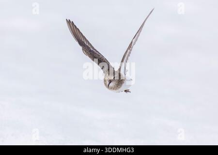Temminck's Stint (Calidris temminckii), Vorderansicht eines Erwachsenen im Flug, Finnmark, Norwegen Stockfoto