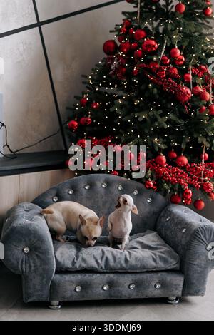 Zwei kleine chihuahua-Haustiere sitzen auf Samtbett vor festlichem Weihnachtsbaum. Ein Hund gähnt oder bellt mit offenem Mund. Modernes Zuhause Stockfoto
