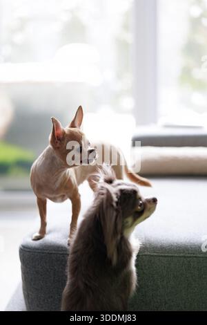 Zwei kleine kurzhaarige und langhaarige chihuahua-Haustiere stehen auf einem grauen Sofa und schauen in eine Richtung. Hunde posieren in modernen hellen Innenräumen mit b Stockfoto