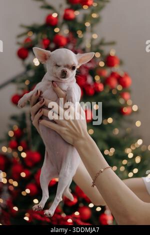 Nahaufnahme weiblicher Hände, die ein winziges weißes chihuahua-Haustier mit sichtbarem Augentrauma halten. Verschwommener festlicher Hintergrund mit Weihnachtsbaumlichtern. Konzept Stockfoto