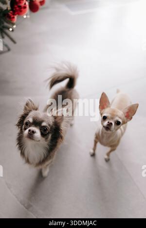 Hochwinkelaufnahme von langhaarigem und kurzhaarigem chihuahua, der auf leichtem Boden steht. Beide Haustiere schauen neugierig und aufmerksam auf. Modernes Zuhause Stockfoto