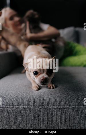 Vorderansicht des winzigen chihuahua-Lieblings, der in die Kamera blickt, während er auf dem grauen Sofa liegt. Verschwommener Hintergrund zeigt eine Frau, die mit einem anderen Hund in A interagiert Stockfoto