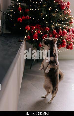 Lustiges langhaariges chihuahua-Haustier, das aufrecht auf seinen Hinterbeinen in der Nähe eines dunklen Tisches steht. Kleiner Hund, der auf Snack am Tischrand mit verschwommenem Weihnachtstrier blickt Stockfoto