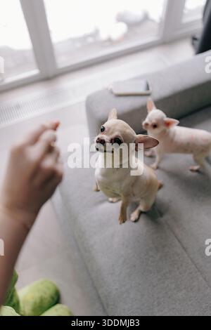 Hochwinkelaufnahme eines kleinen Ingwer-kurzhaarigen chihuahua-Haustiers, der auf den Hinterbeinen steht und die Hand des Besitzers mit einem Leckerbissen betrachtet. Ein weiterer weißer Hund ist Visi Stockfoto